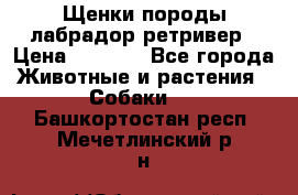 Щенки породы лабрадор ретривер › Цена ­ 8 000 - Все города Животные и растения » Собаки   . Башкортостан респ.,Мечетлинский р-н